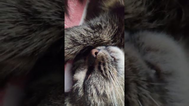 Кот видит сон смотреть онлайн