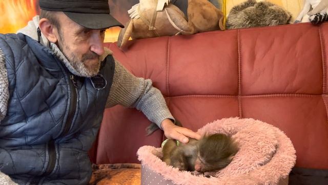 Мы стали оставлять Степашку в соседнем с Люсей вольере, посмотрите КАК они общаются) смотреть онлайн