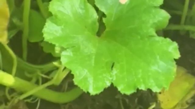 Get rid of Powdery Mildew cheap and Eco-friendly. - Test results on a homemade spray. смотреть онлайн