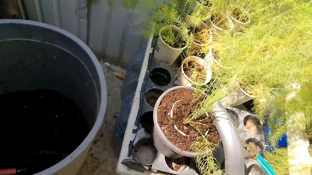 Growing Asparagus Spears - Seed to Harvest смотреть онлайн