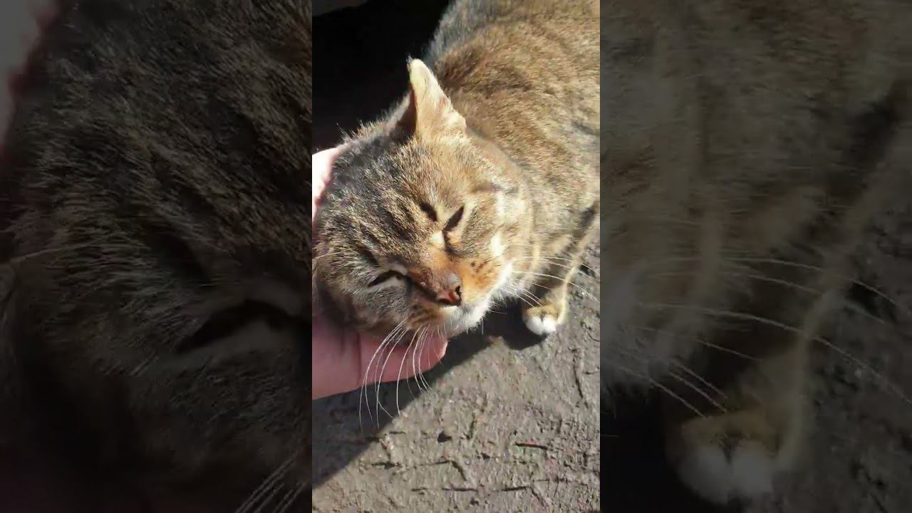 водомоторный котейка )) смотреть онлайн