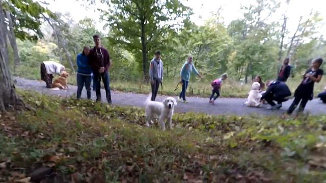 Встреча золотистых ретриверов Владивосток смотреть онлайн