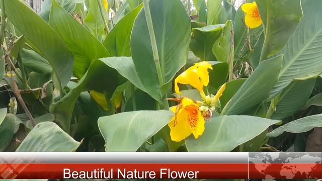 Orange Iris Beautiful Nature Flowers And Gardens