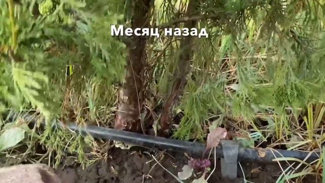 Хвойные, кустарники, многолетники в декабре. Особенности влажной зимы. смотреть онлайн