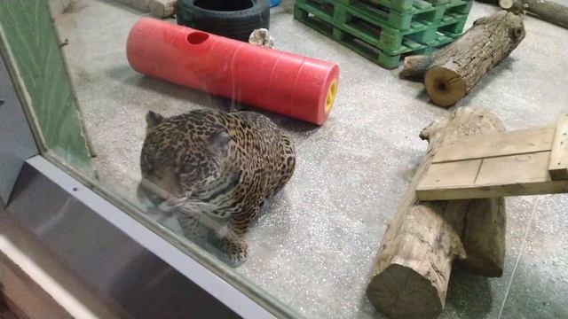 Кормление ягуаров в Екатеринбургском зоопарке. Feeding of jaguars in Ekaterinburg zoo смотреть онлайн