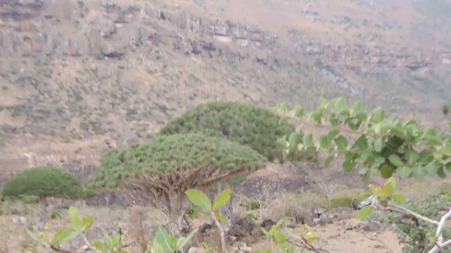 Day 8 Socotra - bottle tree or desert rose смотреть онлайн