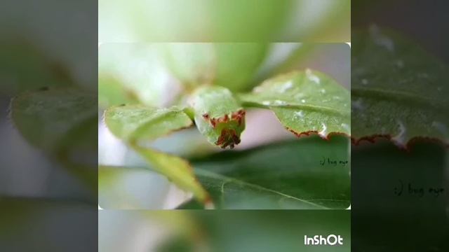 Палочники(виды, строение, питание) смотреть онлайн