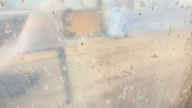 ПОЧЕМУ ВСЕ НАШИ ТЕПЛИЦЫ ПОКРЫТЫ ПЛЕНКОЙ? смотреть онлайн