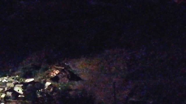 Ночной лай - собачьи разборки - 2018-07-21 - 00.30 смотреть онлайн