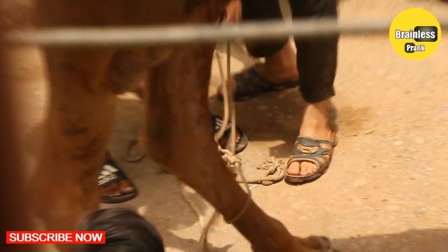 camel sacrifice | camel qurbani | ount ki qurbani | camel qurbani with hasnain khan смотреть онлайн