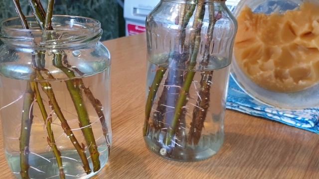 Как Укоренить Саженцы. ЧЕРЕНКОВАНИЕ. смотреть онлайн