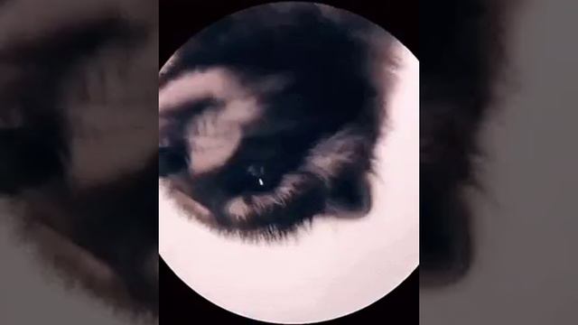 енот смотреть онлайн