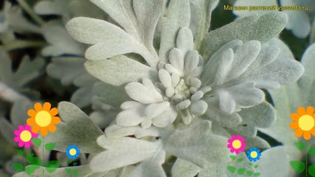 Полынь стеллера Брокэйд Сильвер. Краткий обзор Artemisia Stelleriana Boughton Silver Boughton Silve