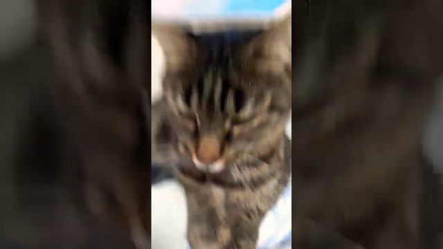 когда я не покормил своего кота Он рычит на меня и кусает смотреть онлайн