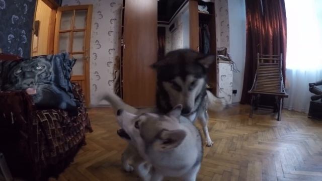 GOPRO Dogs Husky Puppies Malamute Play