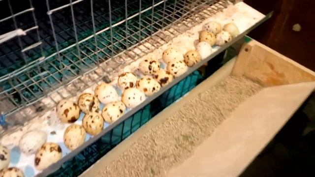 Перепела в гараже: Вот вам нате, стресс в томате :)