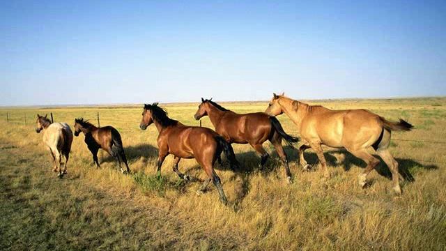 Африканская мозаика.wmv смотреть онлайн