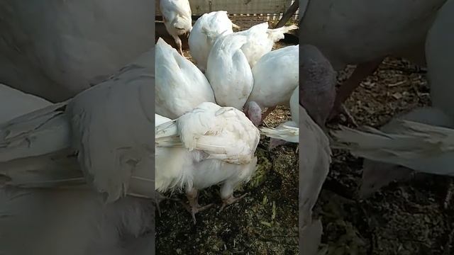 мещанка для индюков Биг6 в 2 месяца,обзор. смотреть онлайн