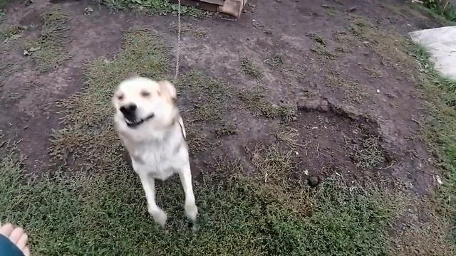 Огород КОРМИЛЕЦ ! смотреть онлайн