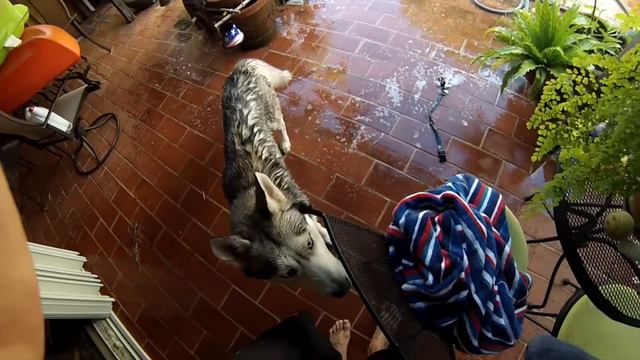 How to Remove Fleas on Your Dog! смотреть онлайн