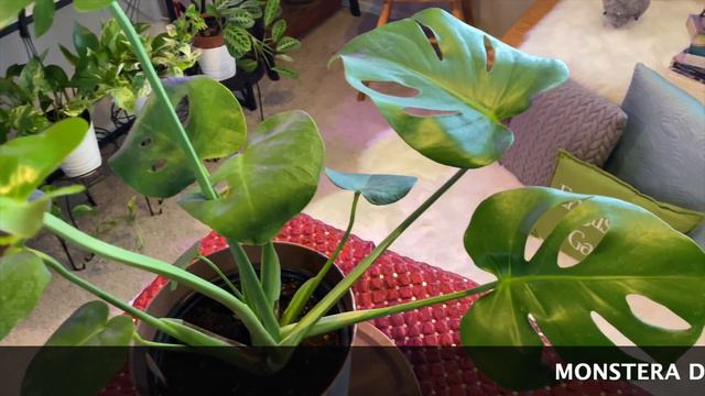 #BestHouseplantsCollection|#indoorplants #houseplants #plantlovers смотреть онлайн