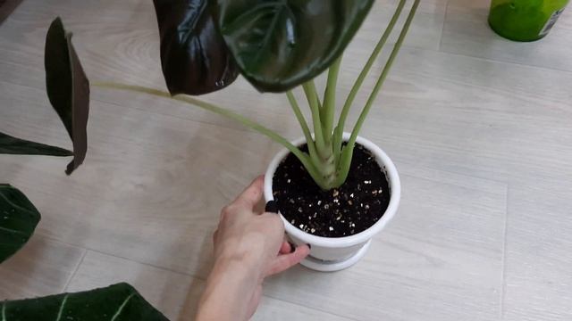 Мои алоказии // обзор