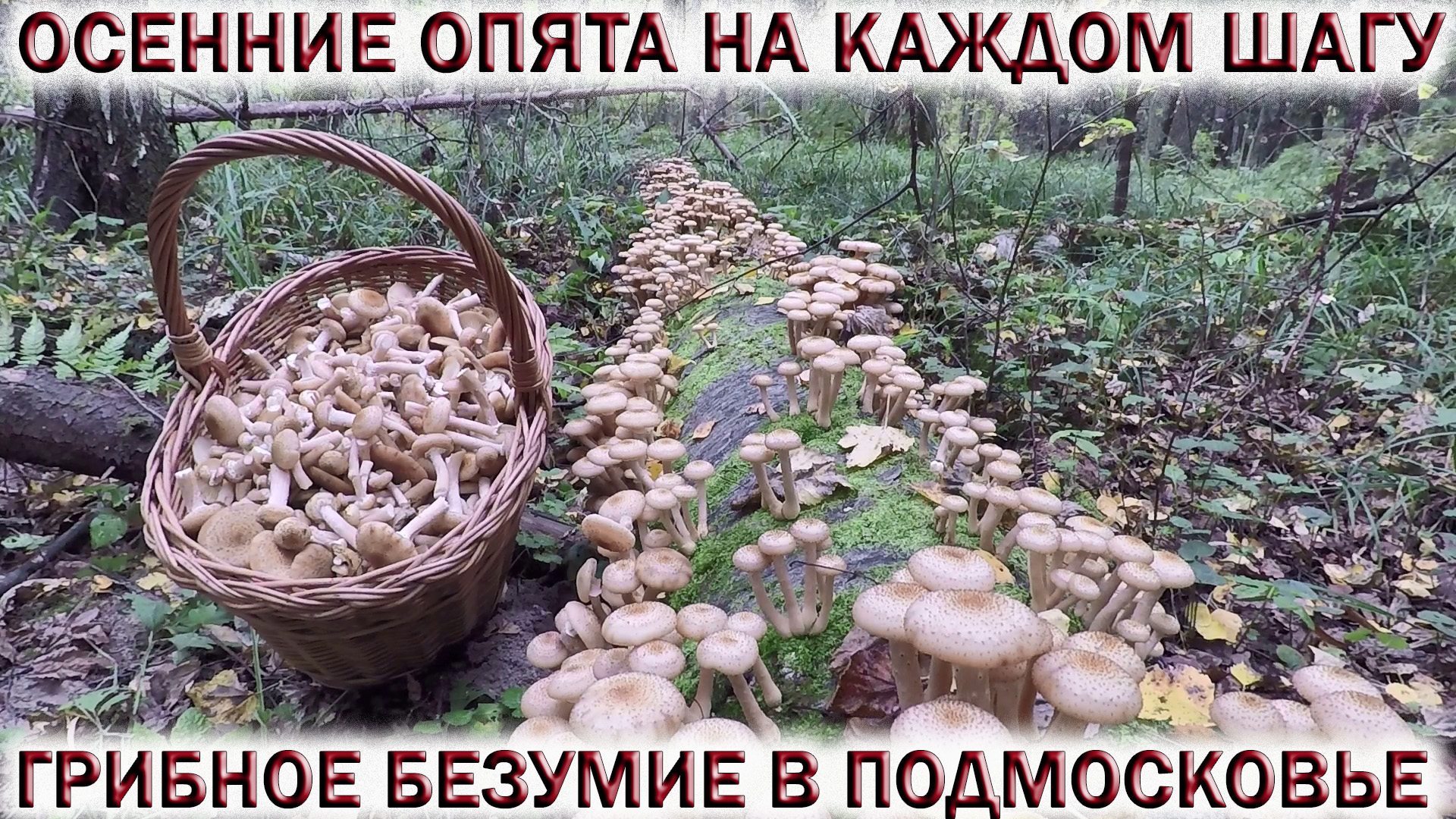 ❗ГРИБЫ ОКРУЖИЛИ ГРИБНИКА!?ОСЕННИЕ ОПЯТА НА КАЖДОМ ШАГУ.?ГРИБНОЕ БЕЗУМИЕ В ПОДМОСКОВЬЕ.?Грибы 2022 смотреть онлайн