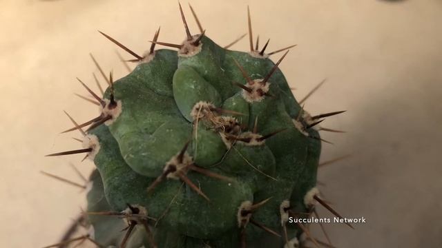 Cereus Forbesii Spiralis 'The Twisted Cactus' смотреть онлайн