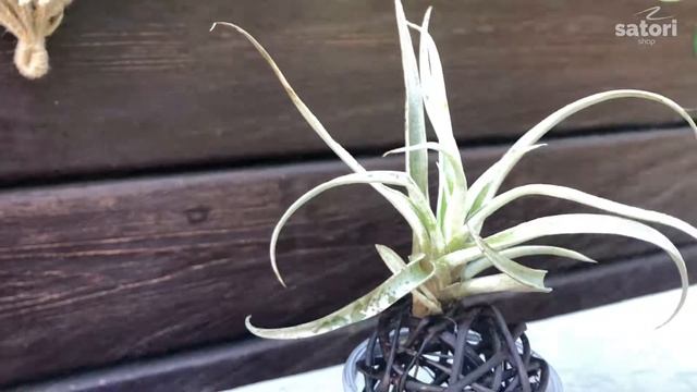 Тилландсии. Уход в домашних условиях смотреть онлайн