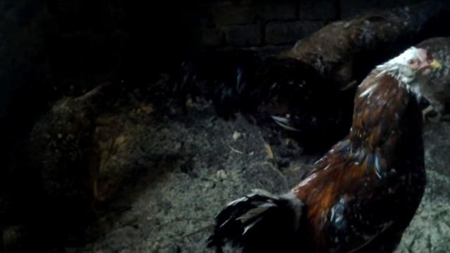 Куры орловские ситцевые смотреть онлайн