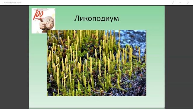 Про плауны смотреть онлайн