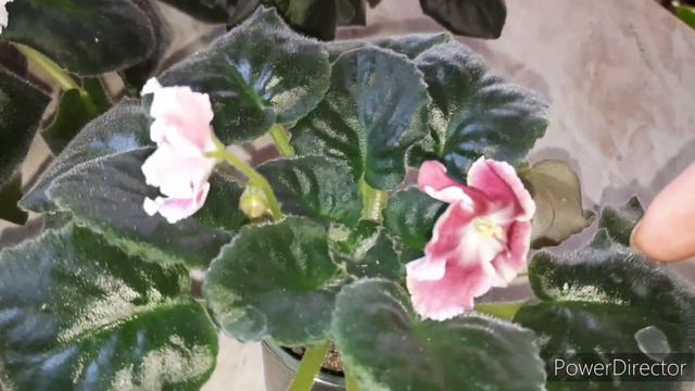 ФИАЛКИ из семян.Результат. смотреть онлайн