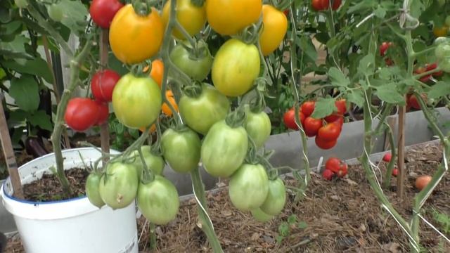 Семена томатов. Пересортица от разных фирм смотреть онлайн