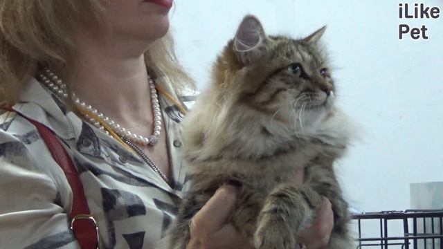 Как помочь кошке в жаркую погоду: видеоинструкция на ilikepet смотреть онлайн