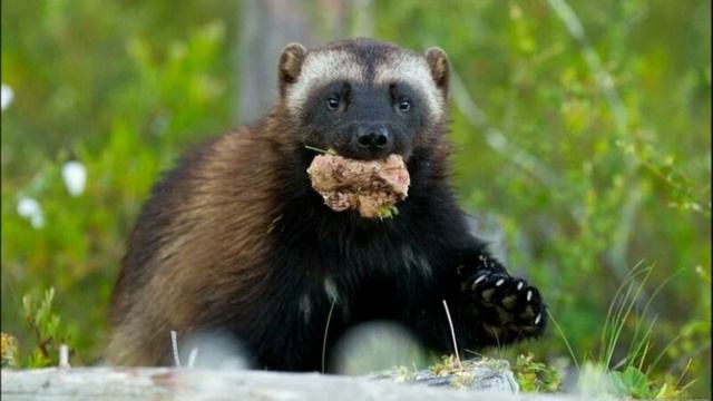 Росомаха - герой не из кино смотреть онлайн