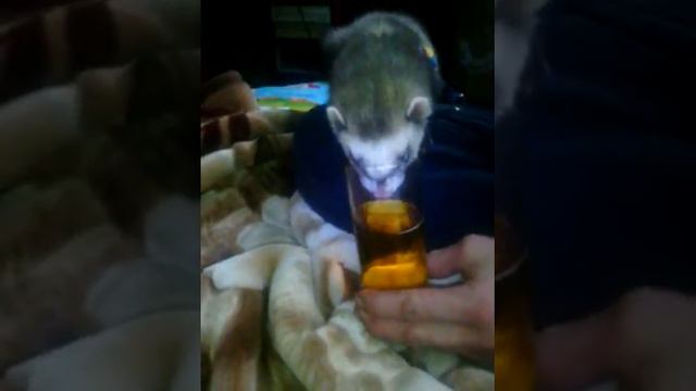 Хорек-...Гооошааан алкаш смотреть онлайн