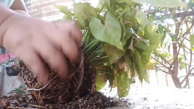 REPOTTING SYNGONIUM смотреть онлайн