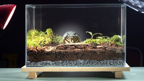 Террариум с Изоподами день 1