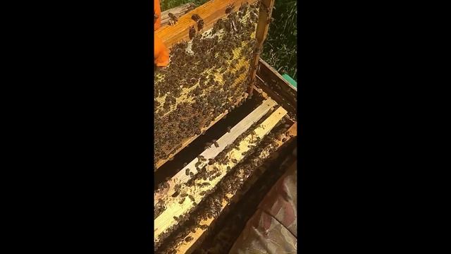 Борьба с роением. Липа начало цветения. 19.06.2021 смотреть онлайн