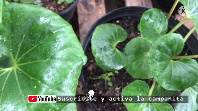Para jardín de sombra: BOINA DE VASCO! (Farfugium japonicum) ☘ смотреть онлайн