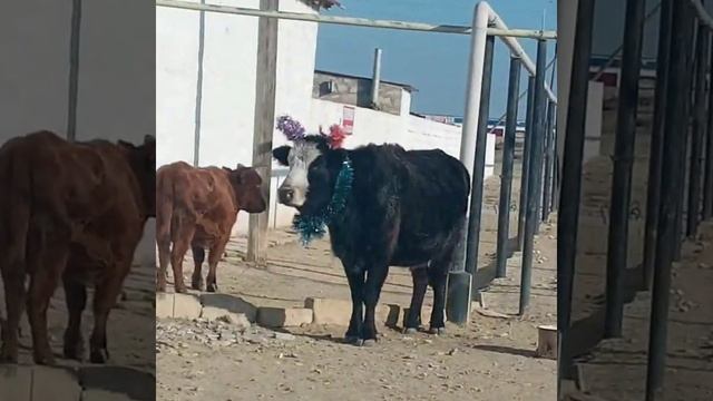 Народные новости: Придумайте подпись смотреть онлайн