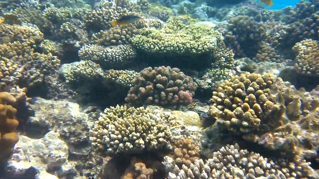 Чистое море,коралловый риф и рыбки!Красное море - Clear sea, coral reef and beautiful fish! Red Sea смотреть онлайн