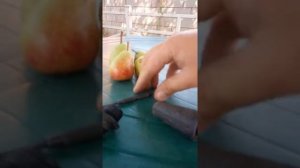 Разборка грязевой фрезы минимойки DURO PRO