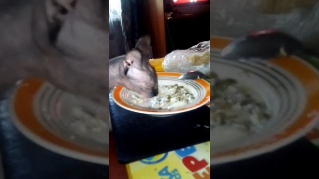 Кошка лунечка- ест борщ зеленый смотреть онлайн