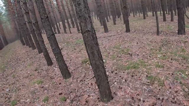 Сбор Белых боровиков. Караканский бор. 24 августа.Часть 2#белыйгриб смотреть онлайн