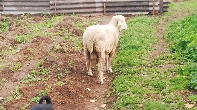 Прогулка с животными по осеннему участку. смотреть онлайн