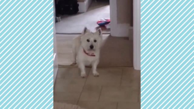 СМЕШНЫЕ ВЕСТИКИ ИЛИ КАК ИГРАТЬ С СОБАКОЙ - МИЛЫЕ ВИДОСИКИ смотреть онлайн