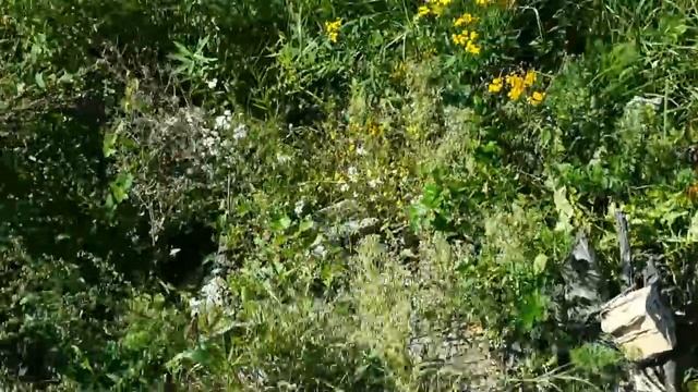 Сталк. Уровень 8. Бешеные куропатки.