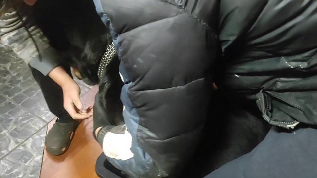 !!! руководство!!!!!! как правильно взвесить собаку большой породы!!!