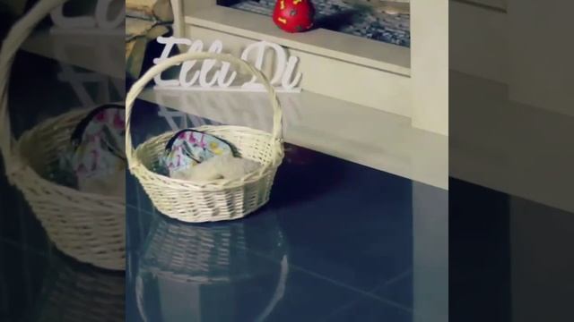 Элли Ди тайная жизнь домашних животных смотреть онлайн